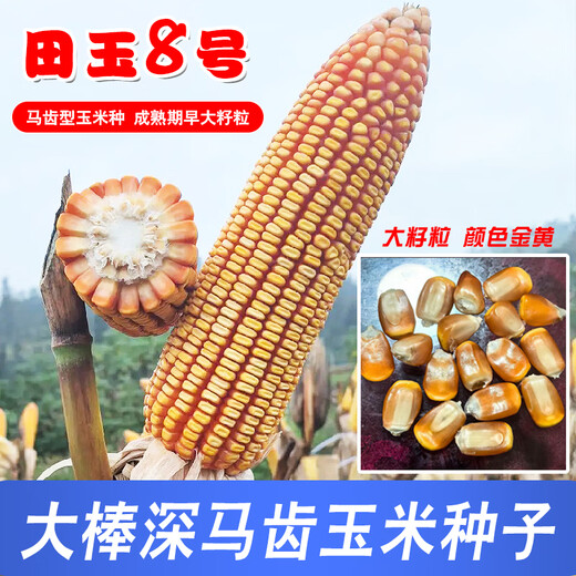 Семена кукурузы средней высоты Юньнань Тяньюй № 8, оригинальные аутентичные семена кукурузы с большой палкой и глубоким зубчиком Тяньюй № 8, семена кукурузы 4 Цзинь Цзинь, равные 0,5 кг, 1 мешок, 2 кг/мешок