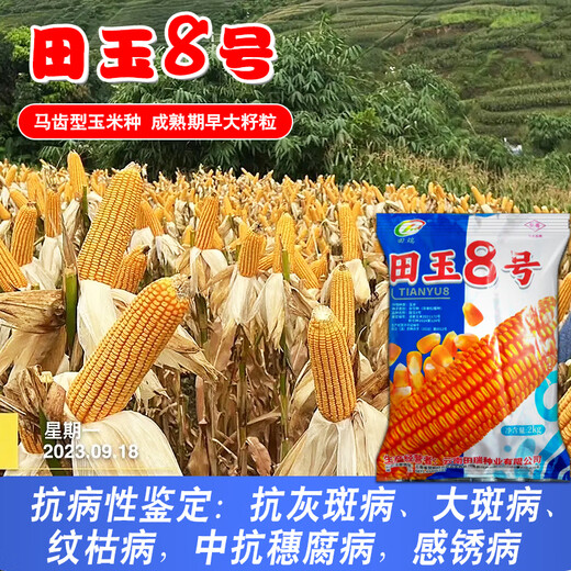 Семена кукурузы средней высоты Юньнань Тяньюй № 8, оригинальные аутентичные семена кукурузы с большой палкой и глубоким зубчиком Тяньюй № 8, семена кукурузы 4 Цзинь Цзинь, равные 0,5 кг, 1 мешок, 2 кг/мешок