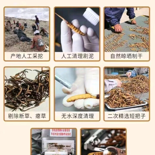 高海拔冬虫夏草正品头期干货虫草3根/克  2根/克多种规格高档礼盒 那曲虫草3根一克30条