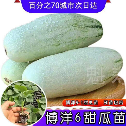Sweet croissant honey melon seedlings Shouguang sweet crisp emerald Boyang No. 6 cantaloupe seeds four seasons spring and autumn potted plants (so sweet) Boyang 6 melon seedlings seeds 29 original packaging
