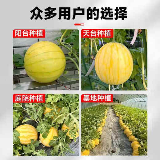 Yimizhu yellow skin watermelon seeds seedless watermelon seeds four seasons potted balcony planting Zaojia 8424 watermelon melon seeds yellow skin yellow flesh Golden Queen watermelon seeds *3 pack