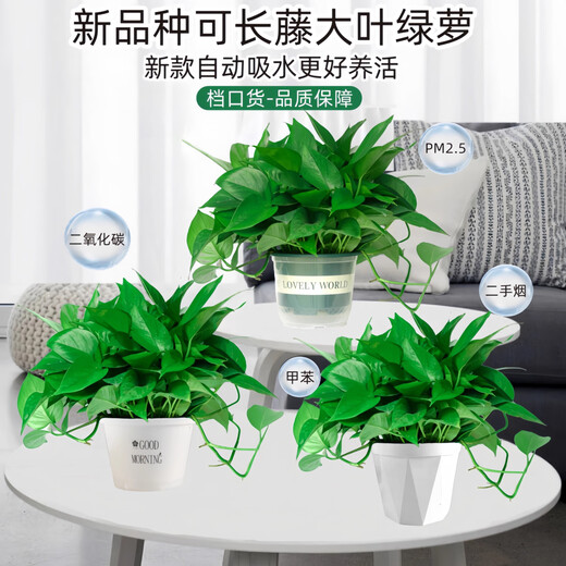 Pothos potted indoor plants for new homes, formaldehyde removal, air purification, hydroponic green plant flowers, long vines, pothos 120# original pots, automatic water absorption, 4 pots + 2 bags of fertilizer