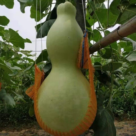 Extra large gourd seeds, giant extra large gourds, extra large gourd seeds, large gourd seeds, giant gourd seeds, extra large, do not choose soil for planting, about 30 seeds, 3 packs