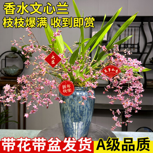 Liu Ge orchid is available in 5 colors. Hydroponic dream fragrant orchid seedlings are shipped with pots. Perfume oncidium creamy indoor flower potted grass. Pink oncidium with 4 foils and Nordic pots.