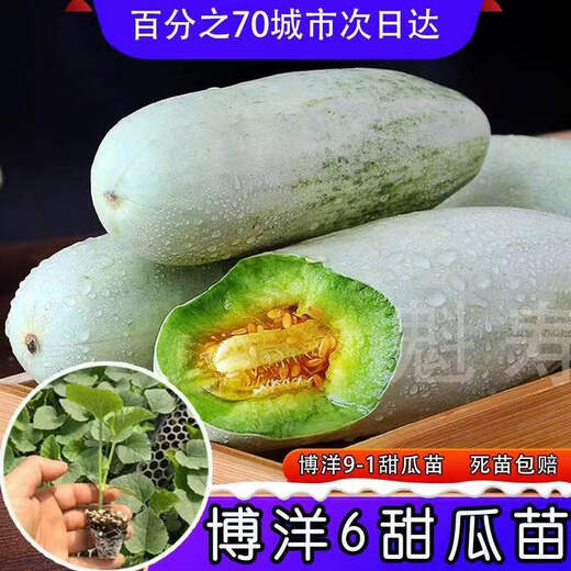 Sweet croissant honey melon seedlings Shouguang sweet crisp emerald Boyang No. 6 cantaloupe seeds four seasons spring and autumn potted plants (so sweet) Boyang 6 melon seedlings seeds 29 original packaging