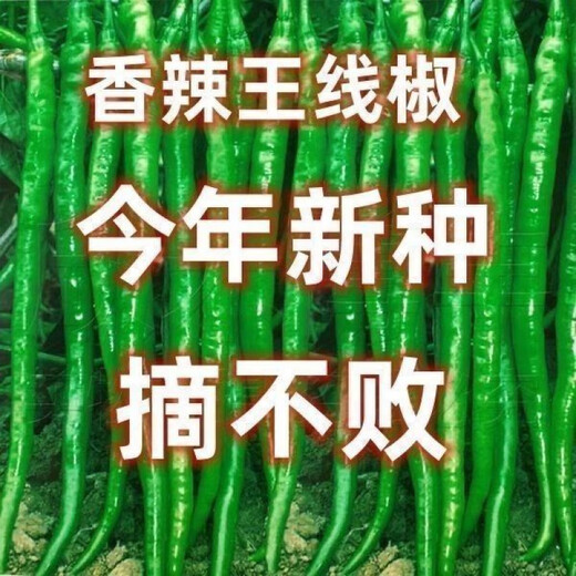 This year's new spicy long-line pepper seeds Erjingtiao 8819 line pepper seeds are planted in spring and autumn. About 200 carefully selected seeds 8819 line pepper seeds