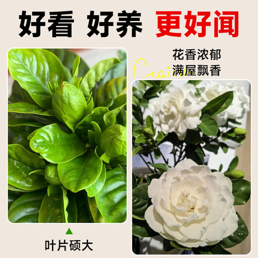 Hua Weng Gardenia Potted Plants Bloom Flowers All Seasons, Saplings, Indoor Green Plants, Easy to Maintain and Live, Jasmine Straight from the Source
