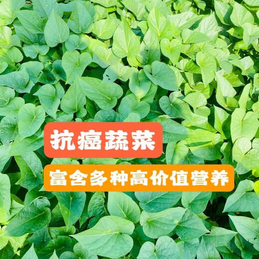 The seedlings are shipped with roots, special for leaf sweet potato seedlings, sweet potato seedlings, sweet potato leaf seedlings, Fushu No. 18, 10 selected seedlings (planted)