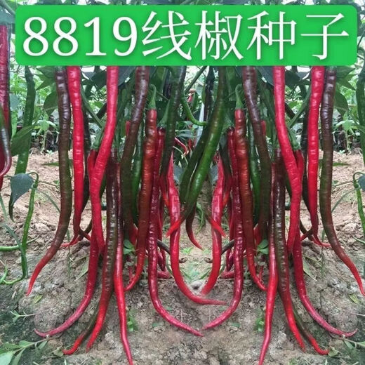 Spicy screw pepper seeds, golden screw green pepper, pig intestine pepper seeds, garden field balcony potted vegetable seeds, new species 8819 long-line pepper, about 300 capsules, 1 pack