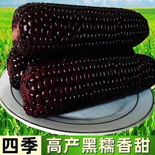 Semillas de maíz ceroso dulce negro de primavera, semillas súper dulces, cuatro estaciones, alto rendimiento, semillas de maíz extra grandes tolerantes a la sequía, semillas de maíz ceroso negro aprobadas a nivel nacional, 5 paquetes, alrededor de 251 semillas
