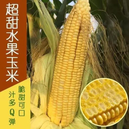 Super sweet fruit corn seeds, big sticks, early maturing, sweet and glutinous, eaten raw in the field all year round. Can be eaten raw. Super sweet fruit corn seeds, artificially selected new species. About 153 seeds (3 packs+)