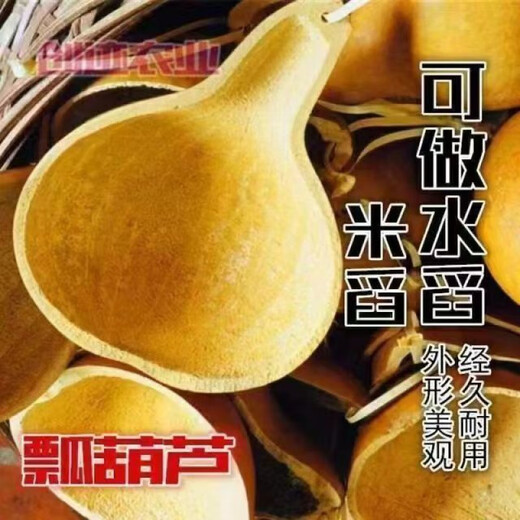 Four seasons extra large gourd seeds edible gourd seeds can be used to make water gourds all seasons farmhouse gourd seeds affordable price 1 pack