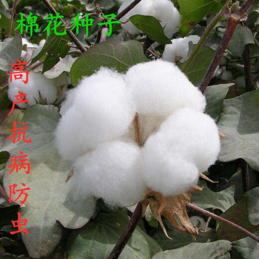 New cotton seed cottonseed kernel household potted plant lazy cotton high-yielding insect-resistant and disease-resistant field planting China Cotton Institute No. 63 seed 50g