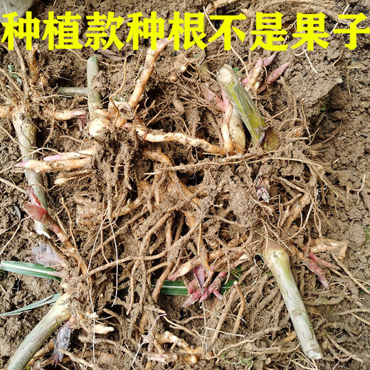 Yang He ginger seeds Yang He ginger seedlings Yang Hu ginger root planting simple high survival home gardening three Jin Jin equal to 0.5 kg 1500g