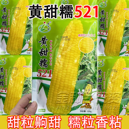 Taurus Star Yellow Sweet Nuo 521 Yellow Glutinous Corn Seeds Northeast Sticky Corn Seeds Sweet Plus Glutinous Yellow Sticky Corn Not Bald Tip Huang Tian Nuo 521 Corn 100g