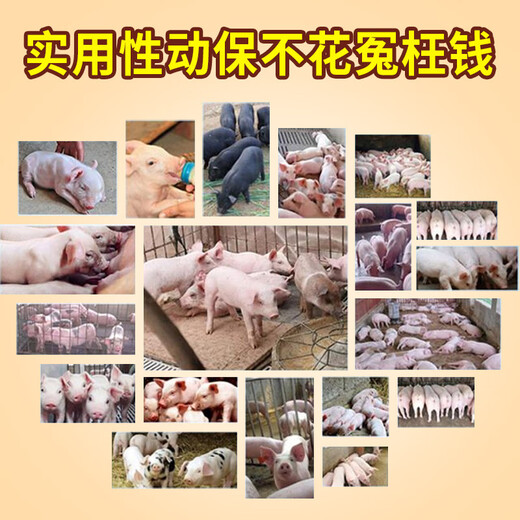 Machos pastoreando cerdos, alimentación de lechones, engorde de lechones, aumento de peso, promoción del crecimiento, alimento concentrado, premezcla de lechones, engorde, uso veterinario, compre 100, obtenga 40 gratis, se venden 140 bolsas