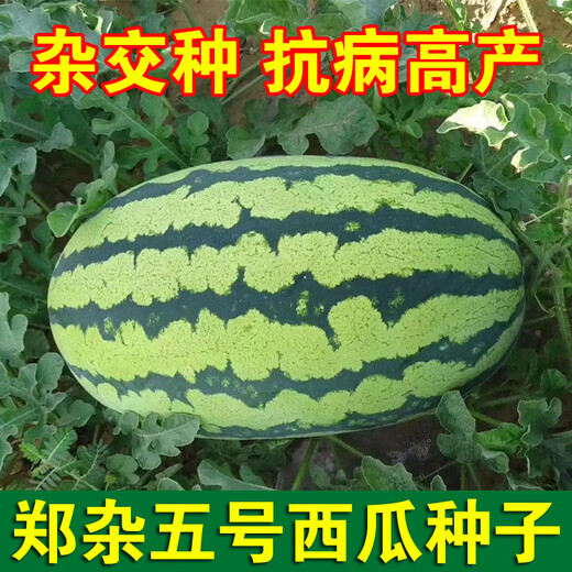 Chihui Zhengza No.5 watermelon seeds old variety flower skin early maturing fruit super sweet melon fruit seeds 8424 seeds Zhengza No.5 watermelon seeds 80 seeds
