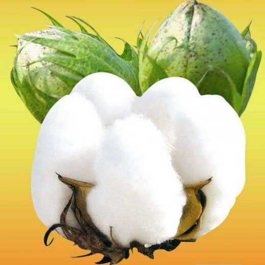 Miao Chongchong Xinjiang Cotton Seeds High Yield Lazy Man Thousand Jin Jin is equal to 0.5 kg Wang Datian Planting Xinjiang High Yield Cotton Seeds This Year's New Seeds Package Selected 100