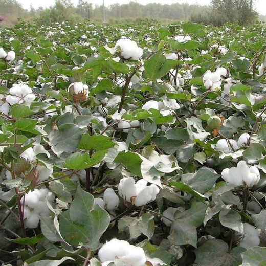 Miao Chongchong Xinjiang Cotton Seeds High Yield Lazy Man Thousand Jin Jin is equal to 0.5 kg Wang Datian Planting Xinjiang High Yield Cotton Seeds This Year's New Seeds Package Selected 100