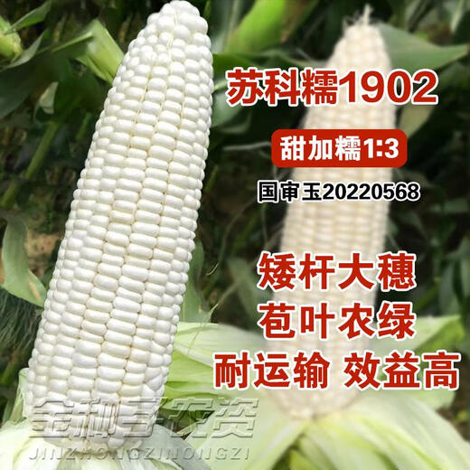 Sukenuo 1902 low-stem and large-stem waxy corn seeds, high-yielding, disease-resistant, super-sweet, fresh-food hybrid field seeds for all seasons. Sukenuo 1902 white sweet glutinous corn seed 500g (short-stem and large-stem)