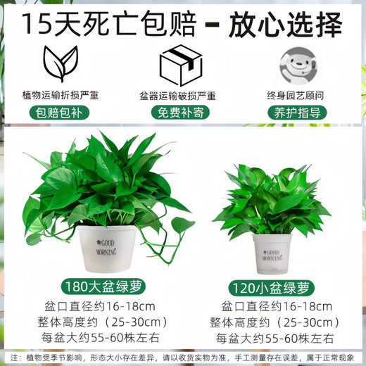 Pothos potted indoor plants for new homes, formaldehyde removal, air purification, hydroponic green plant flowers, long vines, pothos 120# original pots, automatic water absorption, 4 pots + 2 bags of fertilizer