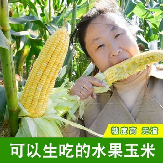 Sweet and crispy fruit corn, sweet and sticky corn, four big sticks, eaten raw in early seasons and grown in the field. Sweet and crispy fruit corn seeds. Sweet and crispy fruit corn seeds, original 1 pack of 40 grains.