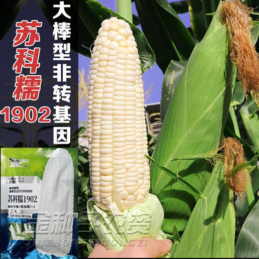 Sukenuo 1902 low-stem and large-stem waxy corn seeds, high-yielding, disease-resistant, super-sweet, fresh-food hybrid field seeds for all seasons. Sukenuo 1902 white sweet glutinous corn seed 500g (short-stem and large-stem)