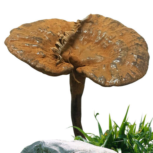 Fat Donglai's same wild Ganoderma lucidum pure natural purple Ganoderma lucidum wild L raw mountain natural non-bitter pruned branch with spore powder 500 grams Ganoderma lucidum sliced 10-16 pieces