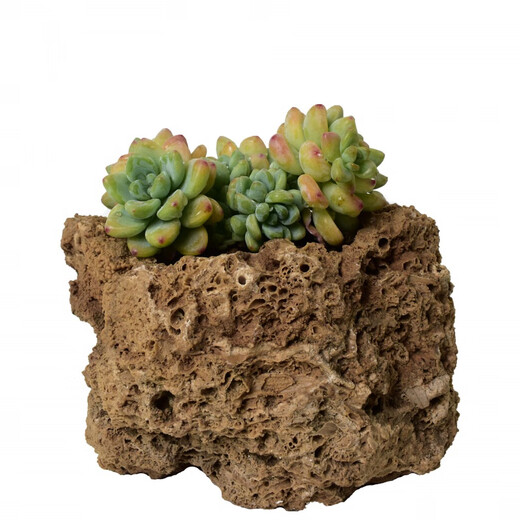 Boutique small water stone bonsai rockery absorbent stone micro landscape decoration strange stone ornaments natural original about 15cm stone plus plate plus grass seeds with stones