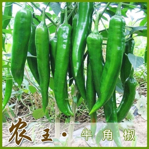 Spicy Spicy Pepper Seeds, Golden Spicy Green Peppers, Pig Intestine Chili Seeds, Potted Vegetable Seeds for Garden Fields and Balconies, Horn Peppers, Slightly Spicy, Buy 3 Get 2 Free, About 1,500 Capsules, 5 Packs
