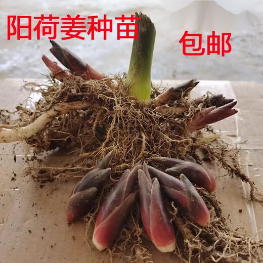 Yang He ginger seeds Yang He ginger seedlings Yang Hu ginger root planting simple high survival home gardening three Jin Jin equal to 0.5 kg 1500g