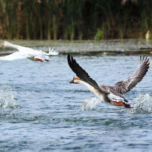 Large free-range duck, teal duck, native duck, whole shelduck, old duck, fresh ingredients, authentic farm duck meat, 7 Jin Jin is equal to 0.5 kilograms, the net weight of the native duck after killing is 5 Jin Jin, which is equal to 0.5 kilograms