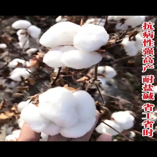 Miao Chongchong Xinjiang Cotton Seeds High Yield Lazy Man Thousand Jin Jin is equal to 0.5 kg Wang Datian Planting Xinjiang High Yield Cotton Seeds This Year's New Seeds Package Selected 100