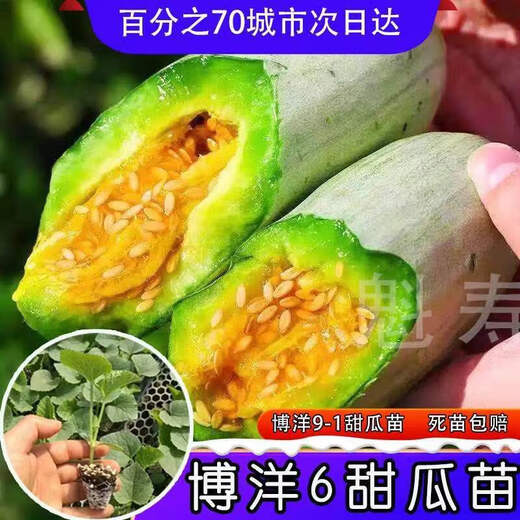 Sweet croissant honey melon seedlings Shouguang sweet crisp emerald Boyang No. 6 cantaloupe seeds four seasons spring and autumn potted plants (so sweet) Boyang 6 melon seedlings seeds 29 original packaging