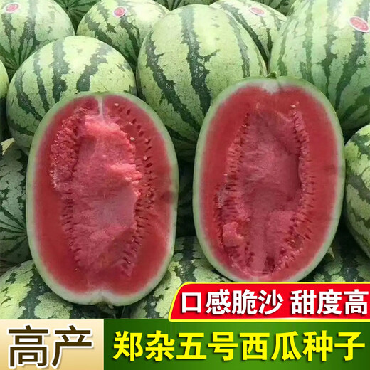 Chihui Zhengza No.5 watermelon seeds old variety flower skin early maturing fruit super sweet melon fruit seeds 8424 seeds Zhengza No.5 watermelon seeds 80 seeds