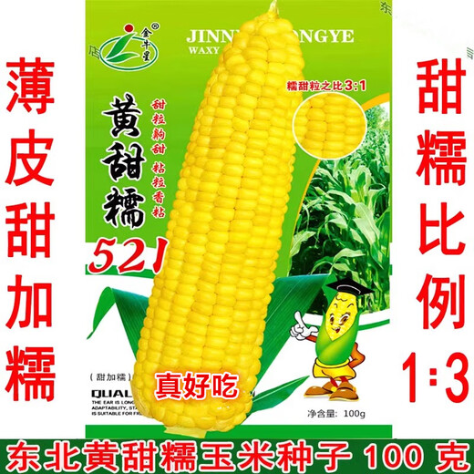 Taurus Star Yellow Sweet Nuo 521 Yellow Glutinous Corn Seeds Northeast Sticky Corn Seeds Sweet Plus Glutinous Yellow Sticky Corn Not Bald Tip Huang Tian Nuo 521 Corn 100g