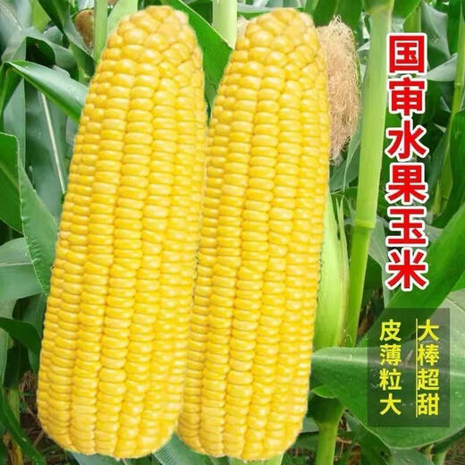 Super sweet fruit corn seeds, big sticks, early maturing, sweet and glutinous, eaten raw in the field all year round. Can be eaten raw. Super sweet fruit corn seeds, artificially selected new species. About 153 seeds (3 packs+)