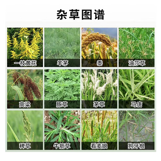 Lima 25% cyclozinone herbicide, root rot agent, miscellaneous irrigation medicine, tree rotten root removal agent, dead root rotten root cyclozinone copper 200g 3 bottles