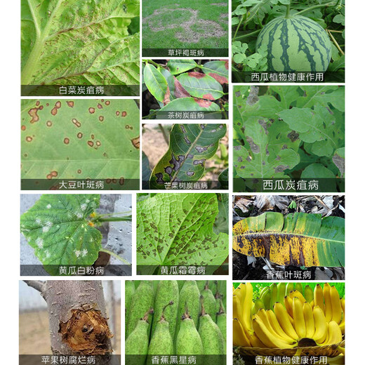 BASF Kairun 25% pyraclostrobin Fungicide for apple tree downy mildew, leaf spot, scab, anthracnose, powdery mildew 100ml*1 bottle