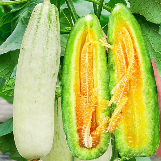 Beishu Melon Seeds Emerald Rock Sugar Seeds Croissant Honey White Sand Honey Spring Cantaloupe Seeds Beishu Croissant Honey Melon Seeds 200 capsules