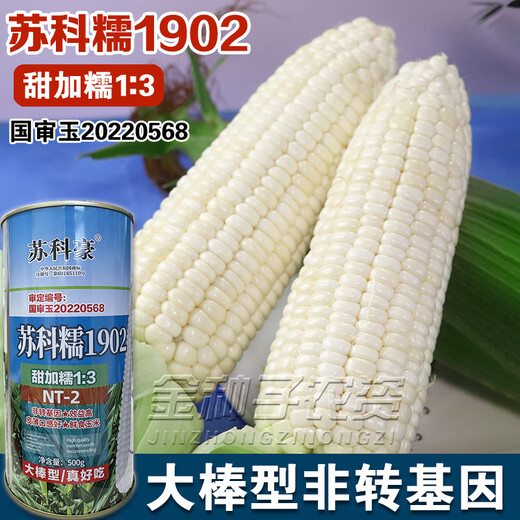 Sukenuo 1902 low-stem and large-stem waxy corn seeds, high-yielding, disease-resistant, super-sweet, fresh-food hybrid field seeds for all seasons. Sukenuo 1902 white sweet glutinous corn seed 500g (short-stem and large-stem)