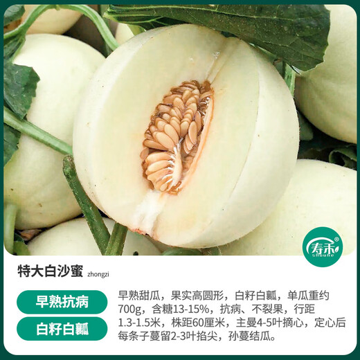 Shouhe white-skinned melon seeds, red-fleshed melons, white melons, new and old melon seeds, vegetable fields, extra-large white sand honey melon seeds, about 50 pieces x 2 bags
