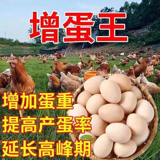 More eggs, more eggs, more eggs, more eggs, more eggs, chickens, ducks and geese lay eggs, produce eggs, encourage eggs, change egg quality, feed additives, special for egg production, 90% of users choose 3 packages, buy two and get one free