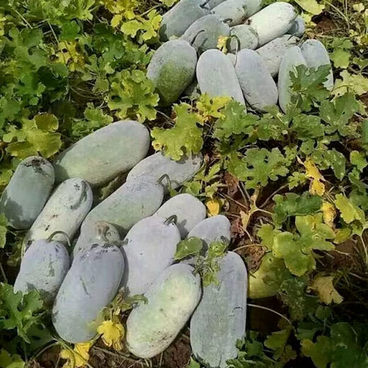 Red flowers crawling all over the ground, winter melon seeds, winter melon seeds, hairy knotted melons, small winter melons, four-season winter melon seeds, high-yielding potted vegetable seeds. New seeds this year - about 1 seed of winter melon seeds crawling all over the ground.
