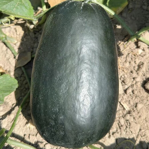 Shouhe Green Skin Melon Seeds Large Whole Melon Black Skin Melon Seeds 100 capsules x 5 dry noodles Fragrant