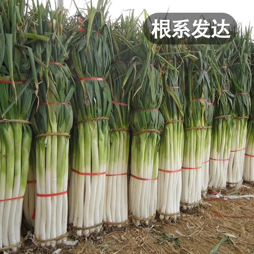 Fengming Yashi Shandong Zhangqiu green onion seeds all-season cold-resistant vegetables field planting long white green onion seeds 10 grams