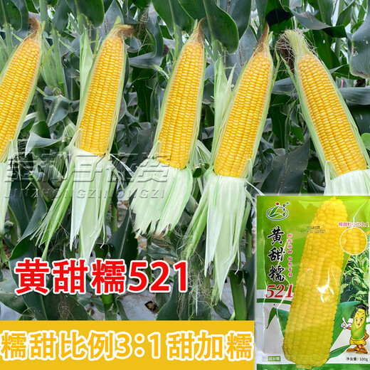 Taurus Star Yellow Sweet Nuo 521 Yellow Glutinous Corn Seeds Northeast Sticky Corn Seeds Sweet Plus Glutinous Yellow Sticky Corn Not Bald Tip Huang Tian Nuo 521 Corn 100g