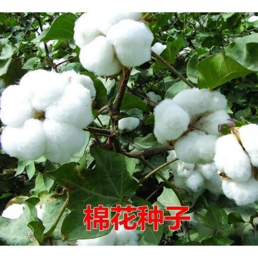 Miao Chongchong Xinjiang Cotton Seeds High Yield Lazy Man Thousand Jin Jin is equal to 0.5 kg Wang Datian Planting Xinjiang High Yield Cotton Seeds This Year's New Seeds Package Selected 100