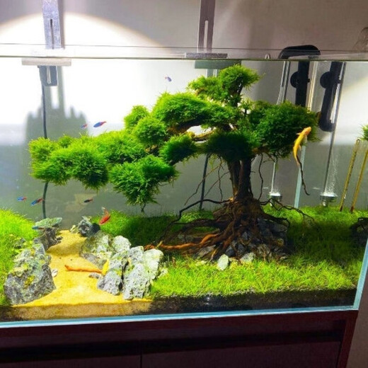 Finished fish tank landscaping Moss tree to welcome guests, pine tree-shaped Brazilian tree, deadwood, negative aquatic plants, novice package, must read before purchasing