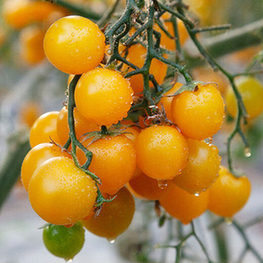 Millennium Tomato Cherry Tomato Seeds Fruits and Vegetables Spring Four Seasons Tomato Crust Potted Garden Balcony Combination Pack 2+Millennium Tomato 300 capsules Fast delivery